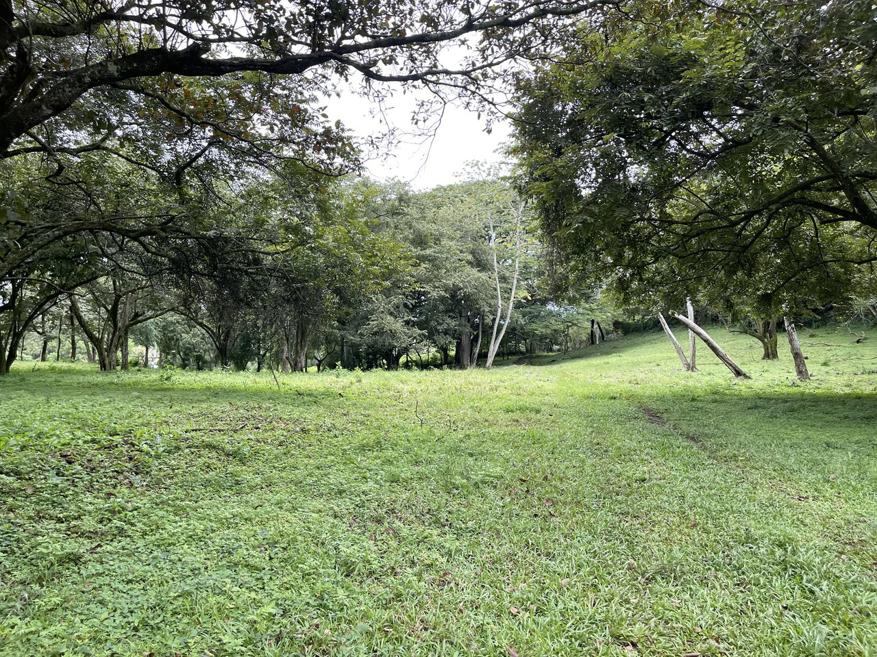 Development land for sale La Garita Alajuela 6.2 hectares - Gallery image 10