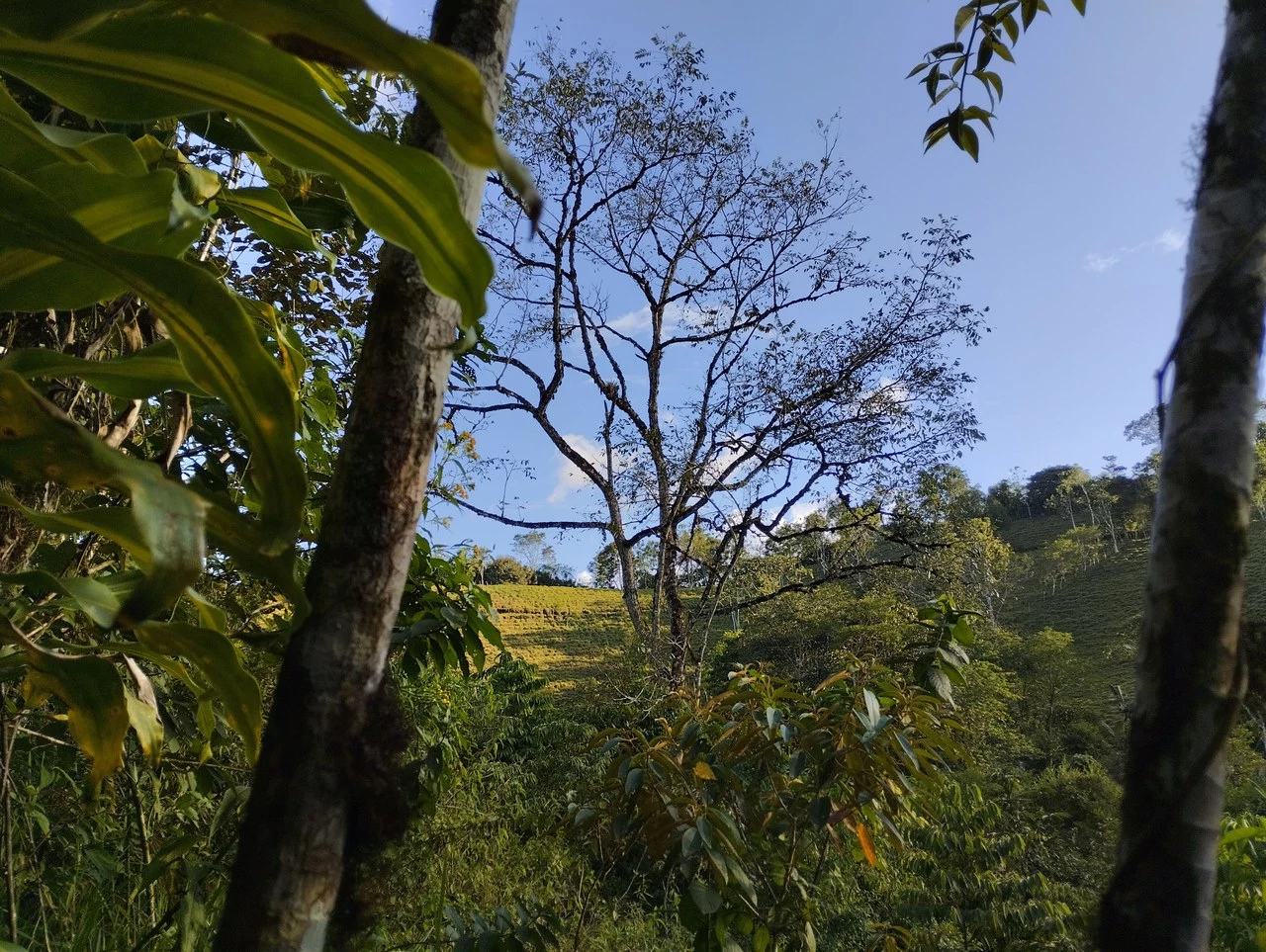 Charming Private Mountaintop home in the perfect climate of San Vito Coto Brus, San Isidro-Perez Zeledon, San Vito, San Jose, Costa Rica - Gallery image 14