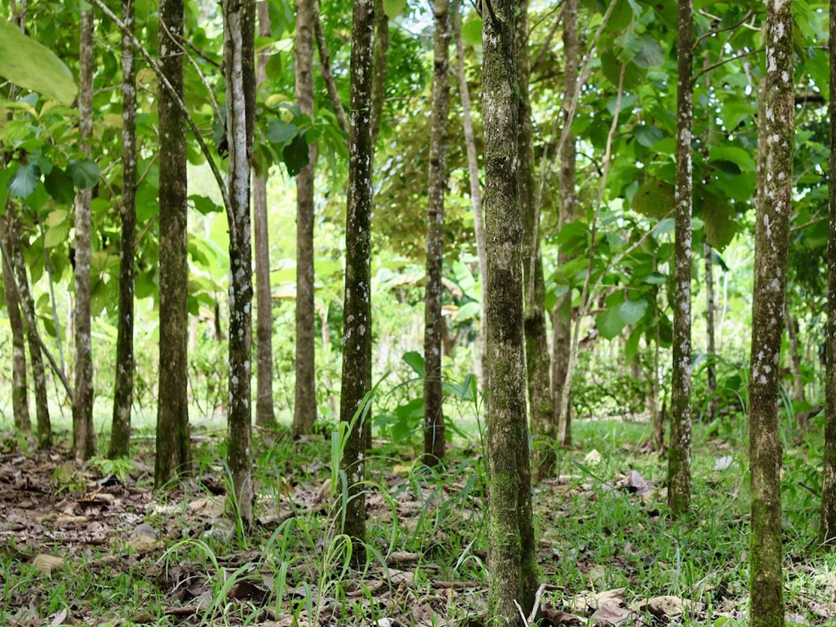 Large Building Lot Near Puerto Jiménez - Gallery image 13