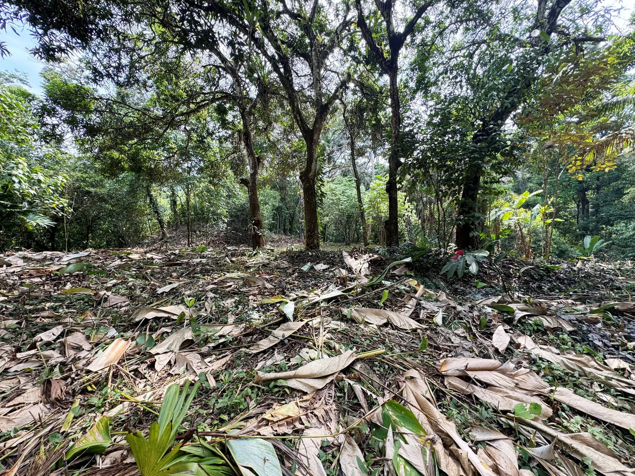 1 Acre Jungle Lot with River in Playa Dominical - Gallery image 5
