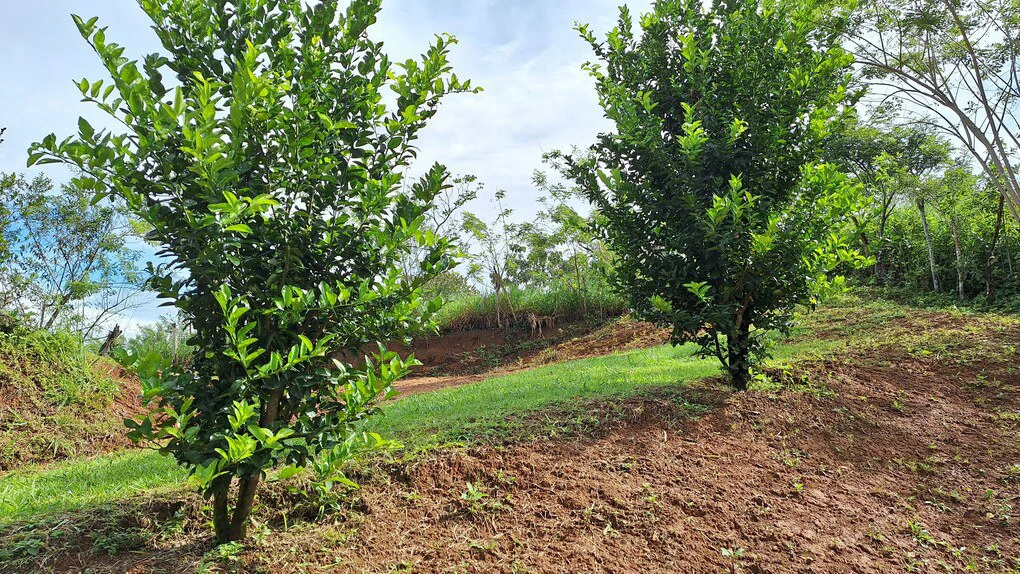 Countryside Home Construction Site For Sale in El Rosario de Pacuar - Gallery image 7