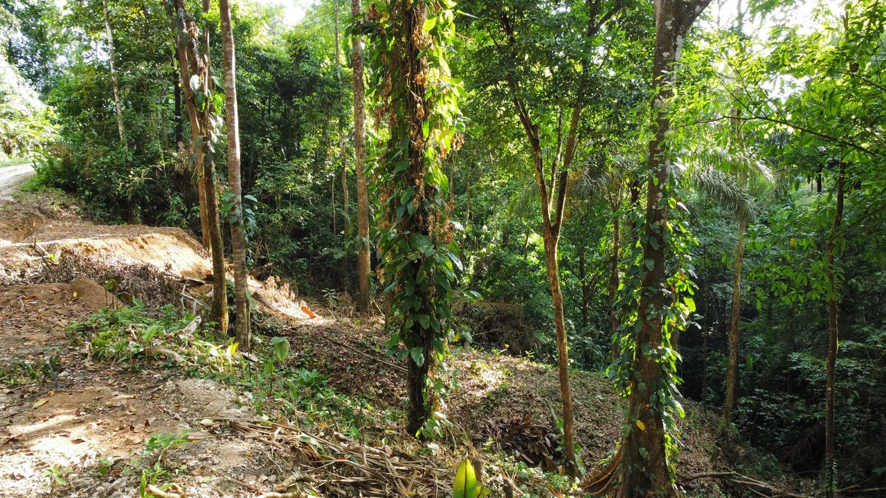 Unique property with creek and waterfall in lush jungle: Mountain Home Construction Site For Sale in Damas - Gallery image 7