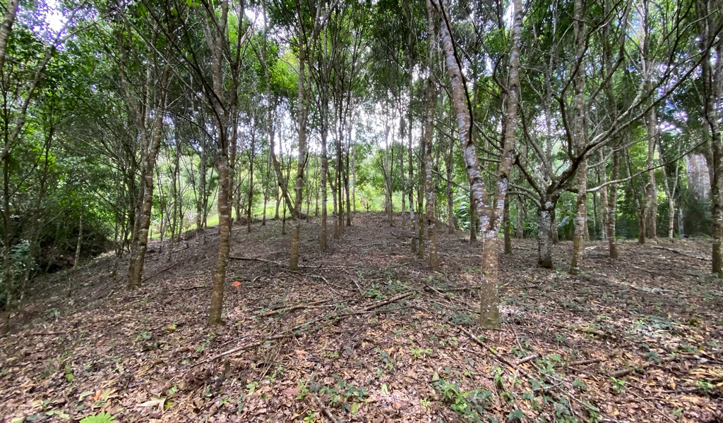 1.9 ACRES – Very Usable Flat Land Divided By An Across Running Creek, Tons Of Fruit Trees Plus Woods In The Back!!! - Gallery image 3