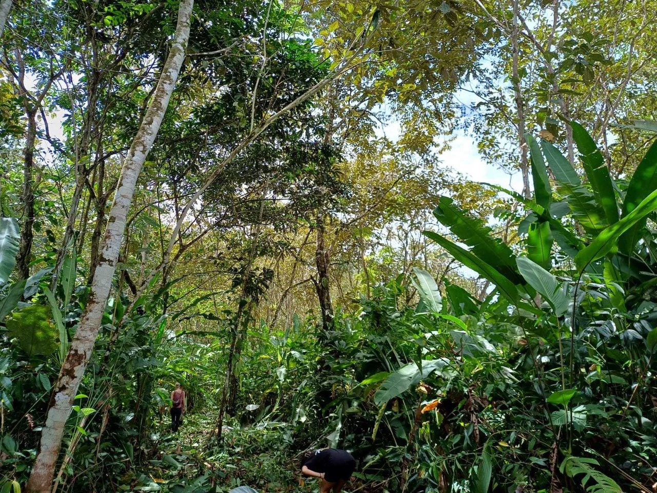 Natura Amapola Reserve, Puerto Jimenez - Gallery image 12