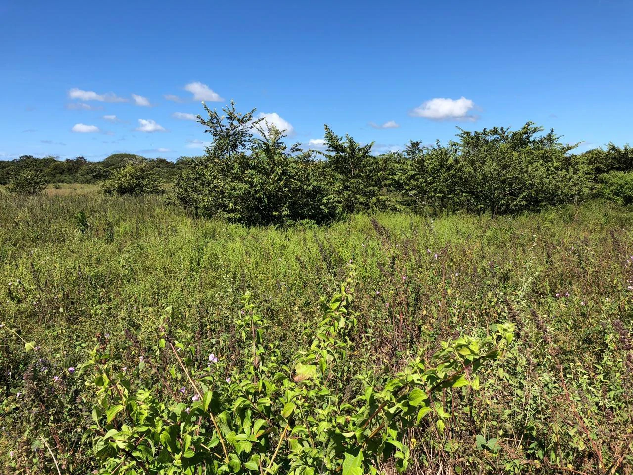 Property near the airport in Liberia – Strategic investment opportunity - Gallery image 8