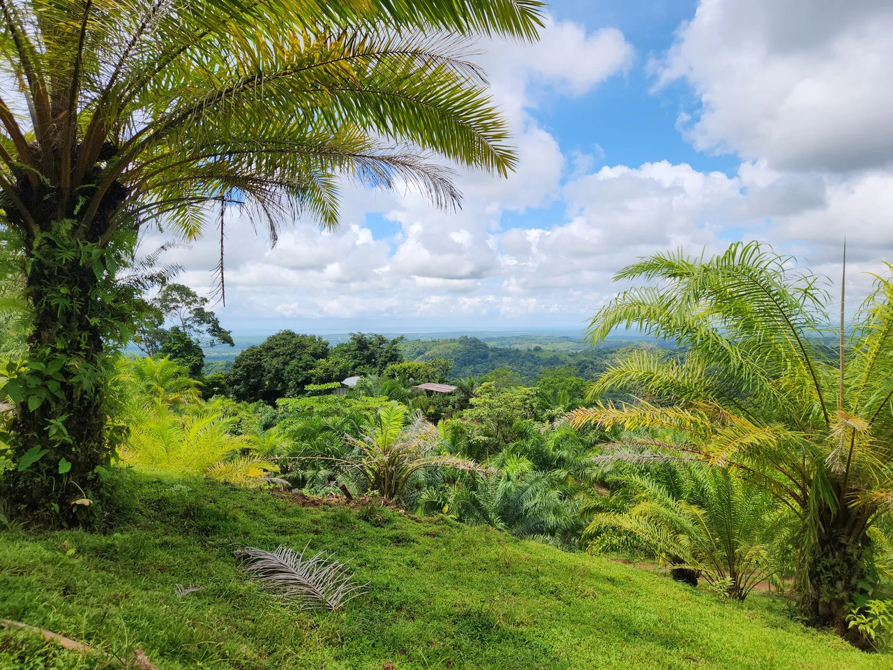PRIME PARRITA FARM FOR SALE - Gallery image 2