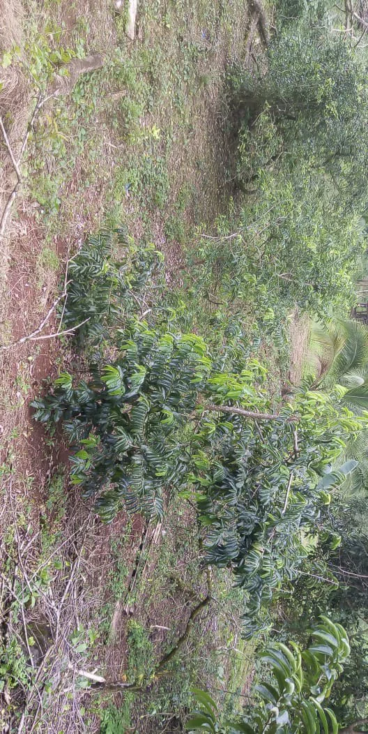 Agricultural farmland for sale in Aguas Claras, Alajuela, 1 house and many fruit trees - Gallery image 6