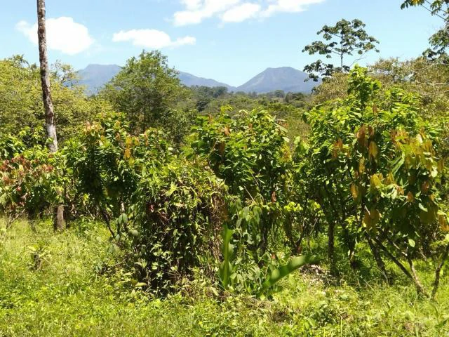 Cacao farm for sale, close to the Jungle Mountains of Bijagua,  with river frontage in a beautiful valley and soft rolling hills - Gallery image 6