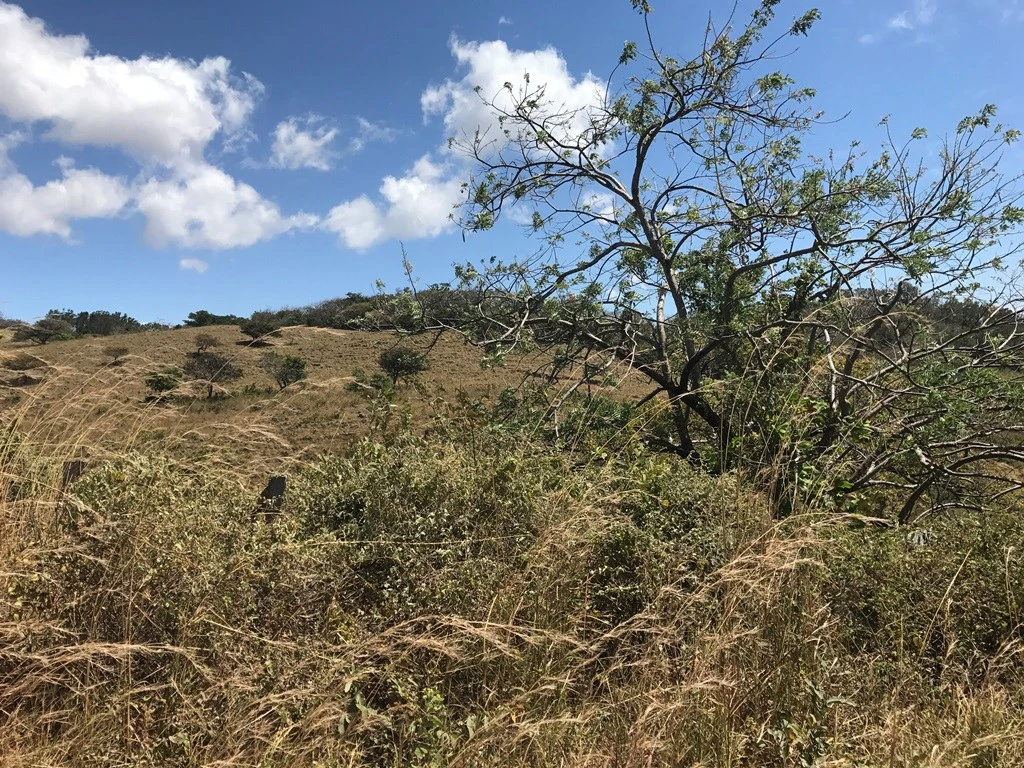 Huge farm for sale in Mogote de Bagaces, dream farm for horses or cows, 45 minutes away from Liberia - Gallery image 3