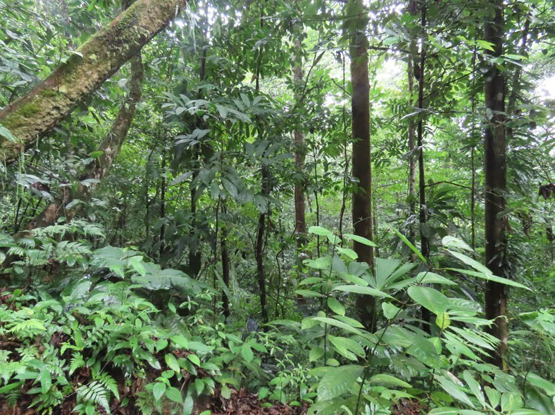 34-Acres of Forest For Sale in Riyito de Puerto Jimenez - Gallery image 31