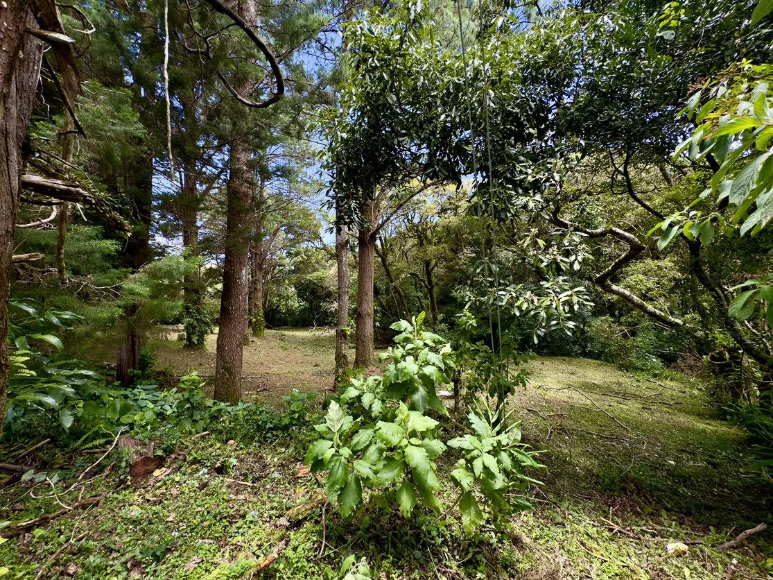 Live in harmony with nature in San Rafael de Heredia - Gallery image 5