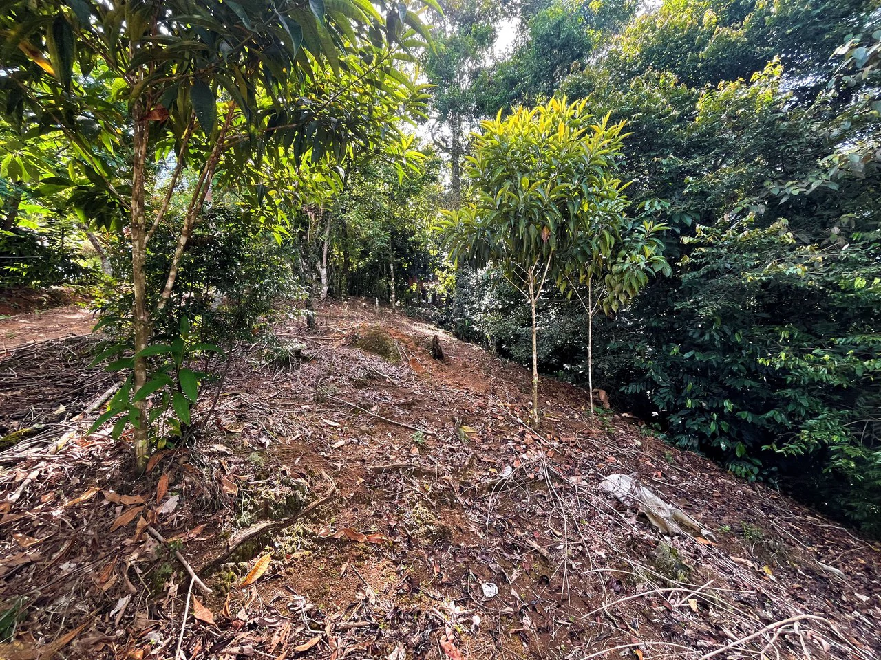Lote en Chimirol, Costa Rica: Mountain Home Construction Site For Sale in San Isidro del General - Gallery image 9