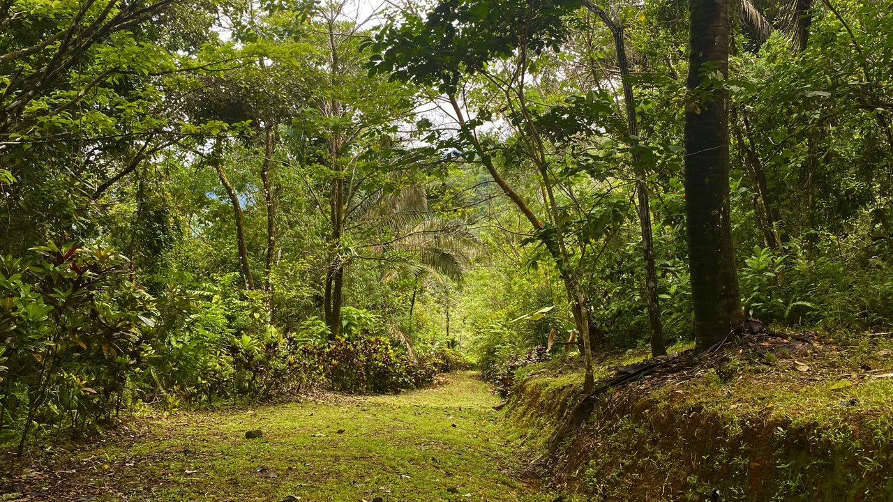 Mountain Home Construction Site For Sale in Tres Rios - Gallery image 5