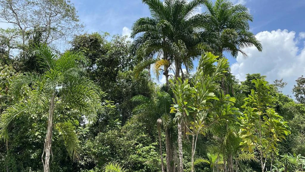 Building potential property for sale, beautiful land in the pure nature close to Bijagua - Gallery image 7