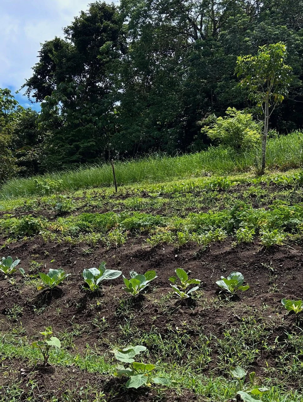 NATURES BOUNTY - Certified Organic Farm - Gallery image 15