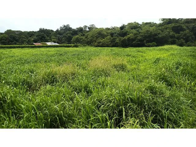 Amazing building property for sale 5 minutes away from Liberia center and 2 minutes walking to the Colorado River - Gallery image 8