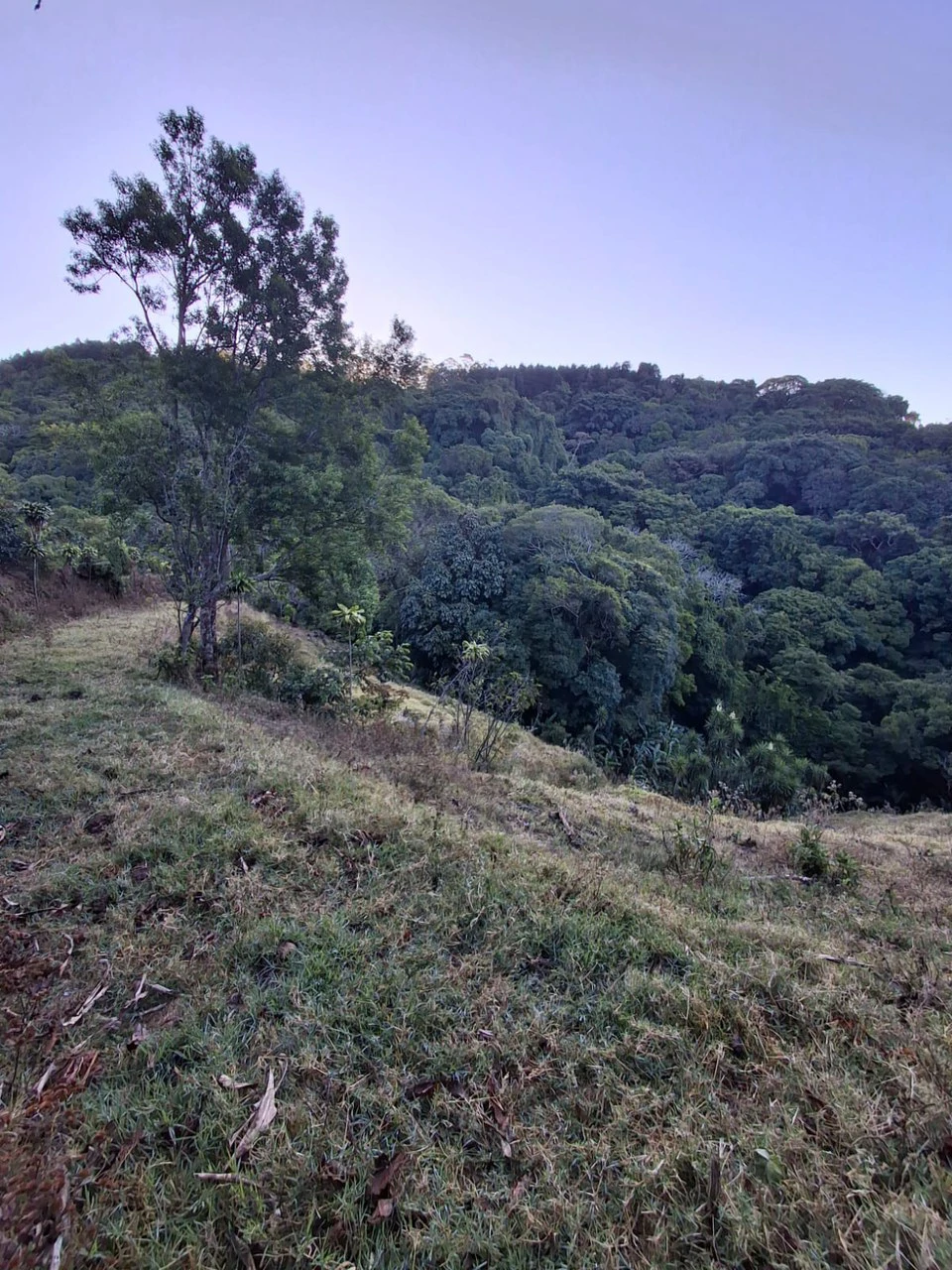 Cafetalero or Developer?: 25,378 m2 with Views of the Central Valley!! - Gallery image 7