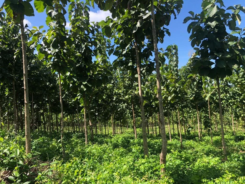 Teak Farm for Sale with a Hacienda Villa and 3 houses in La Cruz, 1 hour away from Liberia - Gallery image 4