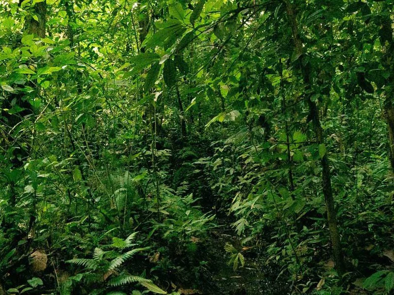 Golfo Dulce Jungle Reserve Extraordinary property in Cañaza - Gallery image 3