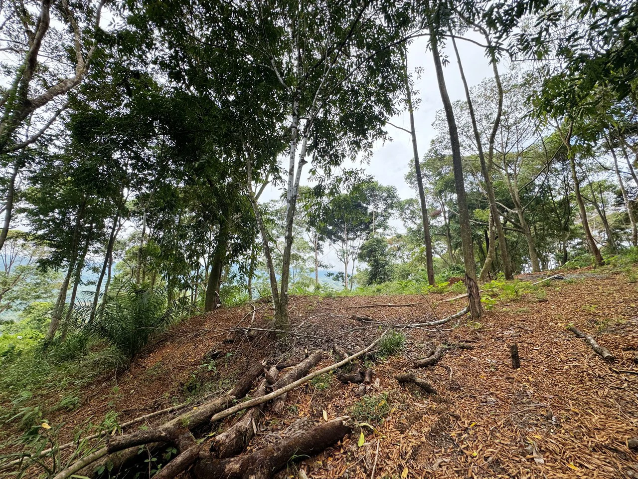 2.6 Acre Waterfall View Property in Playa Dominical Costa Rica - Gallery image 6
