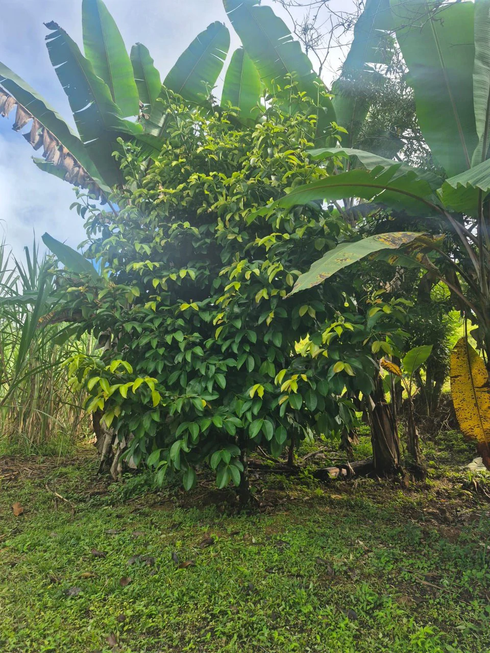 Propiedad en San Blas: Mountain Agricultural Land For Sale in La Linda General Viejo - Gallery image 14