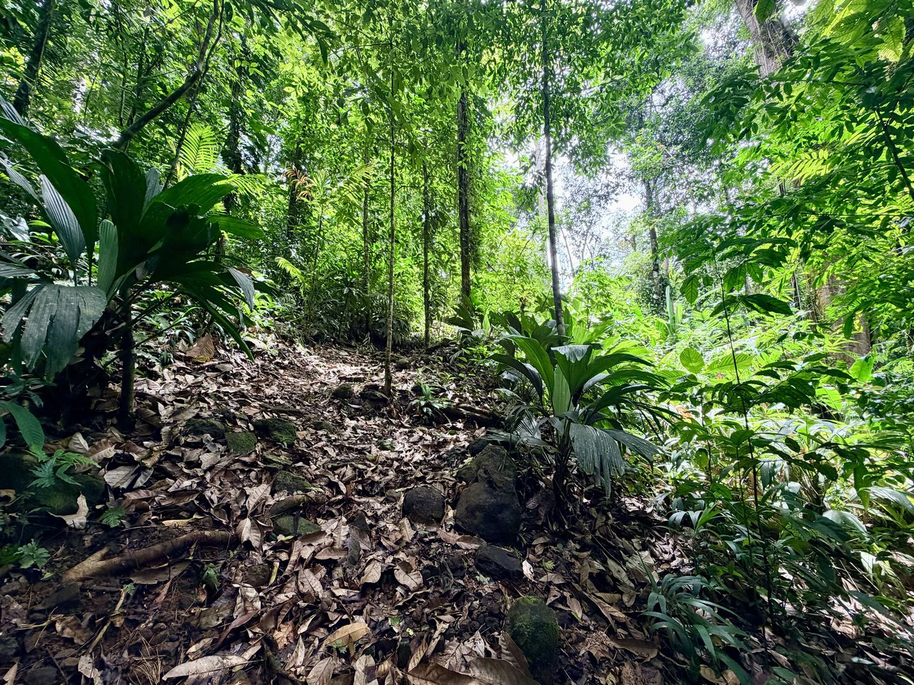 Uvita Development Farm - 40.47 Acres Estate - photo 15
