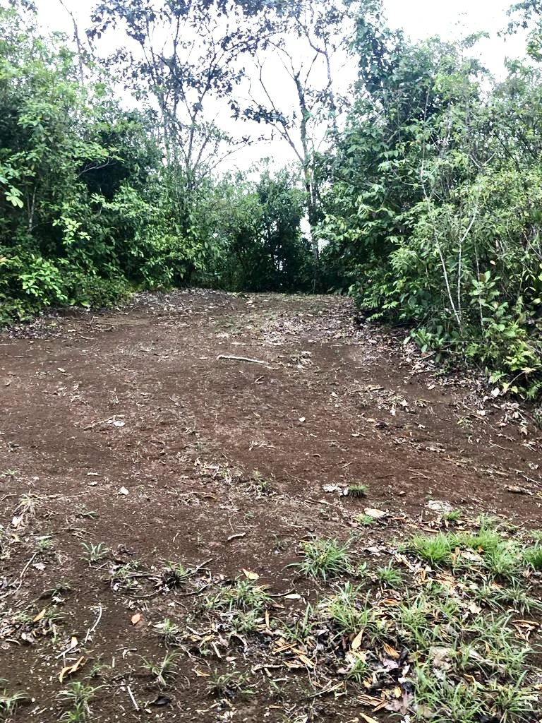 Spectacular 72.44 acres: Magical rain forest paradise with river, waterfall, hiking trails, diverse wood and fruit trees. Perfect location for retreat development, hotel or home. - photo 15
