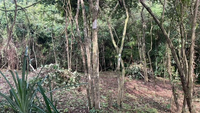 Beautiful Property for Sale in the Mountains of San Juanillo – Prime Land with Building Potential Just 10 Minutes from the Ocean - Gallery image 6