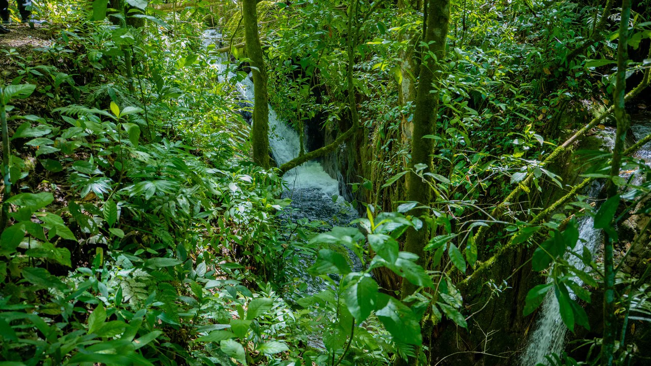 Riverfront Mushroom Farm & Private Waterfall Residence in Orosi - Gallery image 64