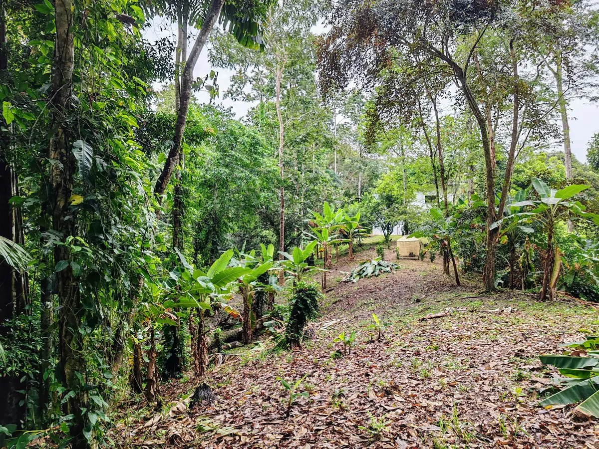 ID 925: Elevated Jungle Property with Two Residences, Open Air Living Space, and Mountain Views - Gallery image 14