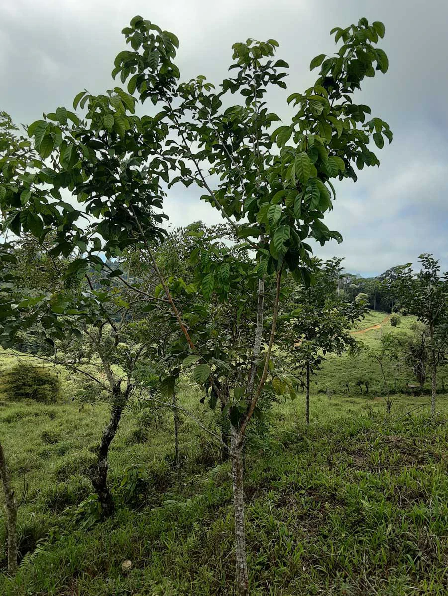 Finca Tesoro Escondido - The Jewel of Uvita - Gallery image 76