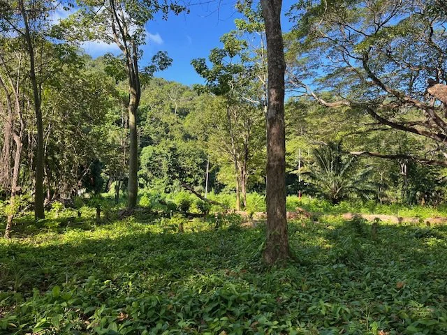 Rare Titled Beachfront Lot in Playa Tambor - Gallery image 9
