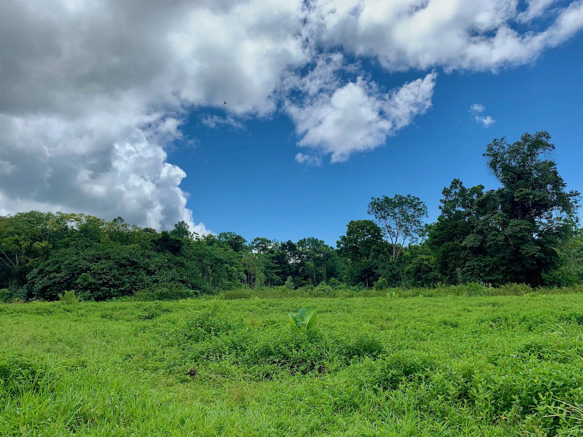Jungle View Property in Osa Peninsula - Gallery image 8