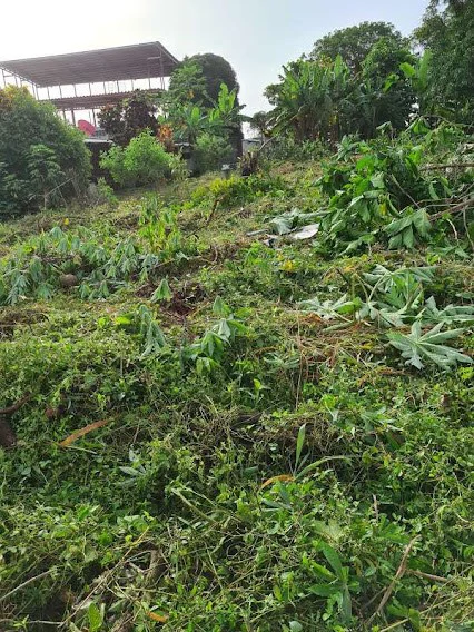 LAND FOR SALE IN LA CHORRERA - photo 8