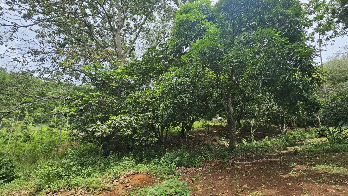 Your ideal land in Las Mendozas! Nature and tranquilility in La Chorrera. - photo 10