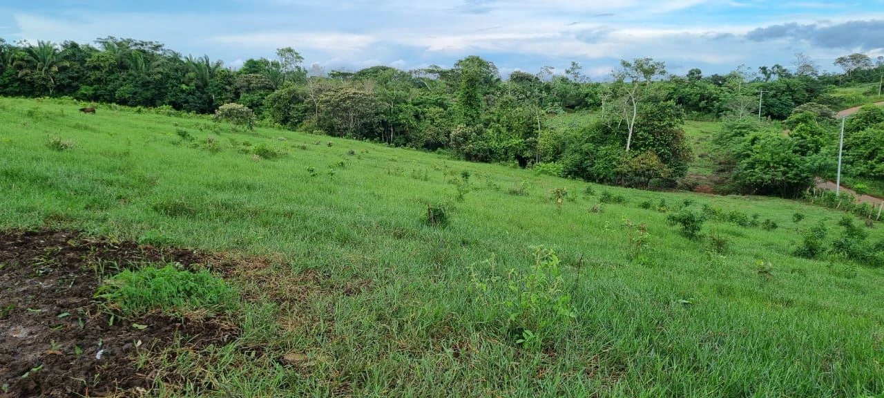 SALE OF LAND IN CHORRERA - LAS YAYAS ADENTRO (7.5 HECTARES) - photo 5