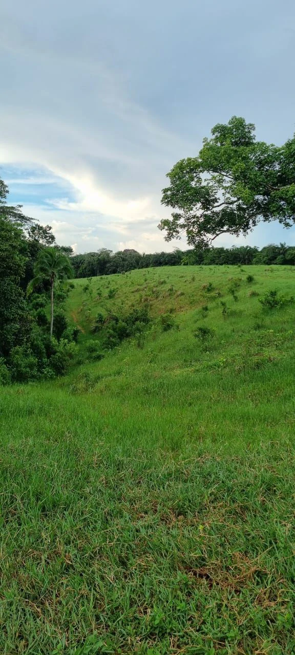 SALE OF LAND IN CHORRERA - LAS YAYAS ADENTRO (7.5 HECTARES) - photo 10