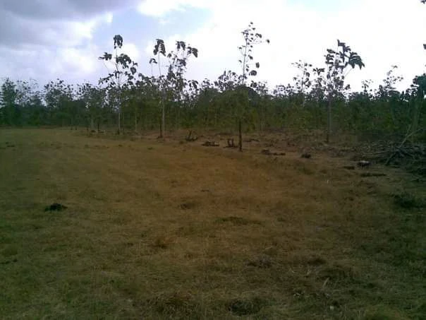 LAND FOR SALE IN LAS TABLAS – POCRÍ / PARITILLA, 15.5 HECTARES - photo 19