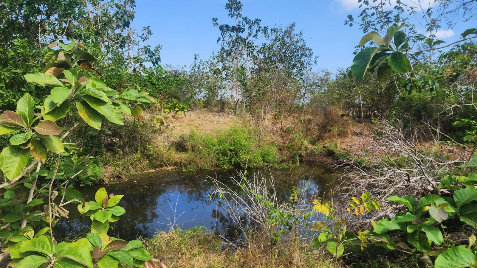 LAND FOR SALE IN LAS TABLAS – POCRÍ / PARITILLA, 15.5 HECTARES - photo 2