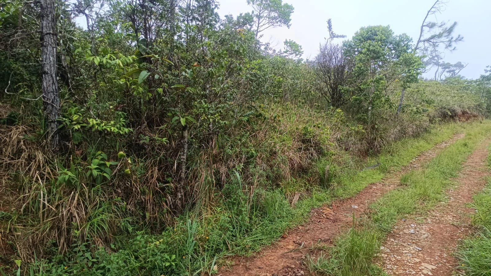 Land for Sale Alto Utivé – Cerro Azul with City and Panama Bay Views - photo 3