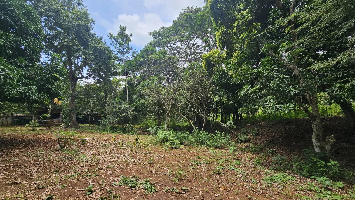 Your ideal land in Las Mendozas! Nature and tranquilility in La Chorrera. - photo 11