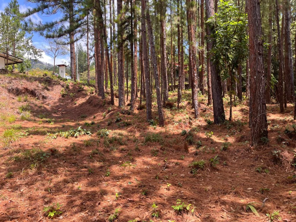 Land for Sale – Valle de la Toscana, Altos del María - photo 6