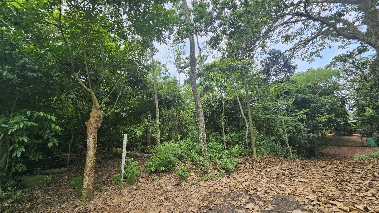 Your ideal land in Las Mendozas! Nature and tranquilility in La Chorrera. - photo 7