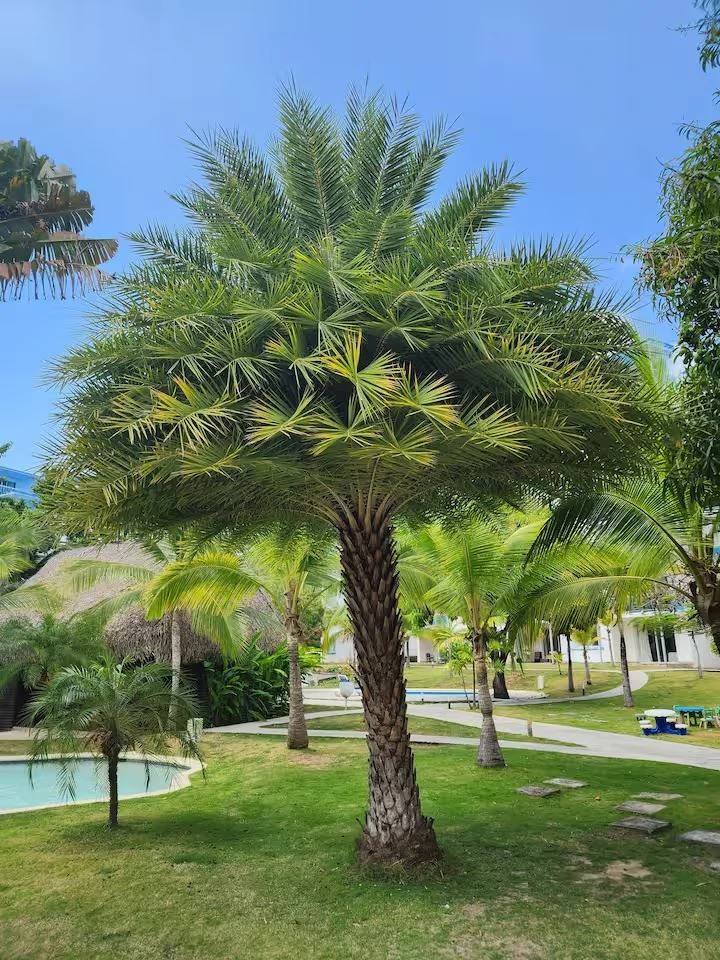 Beachfront Apartment for Sale at Nikki Beach Residences – Playa Blanca, Panama - photo 17