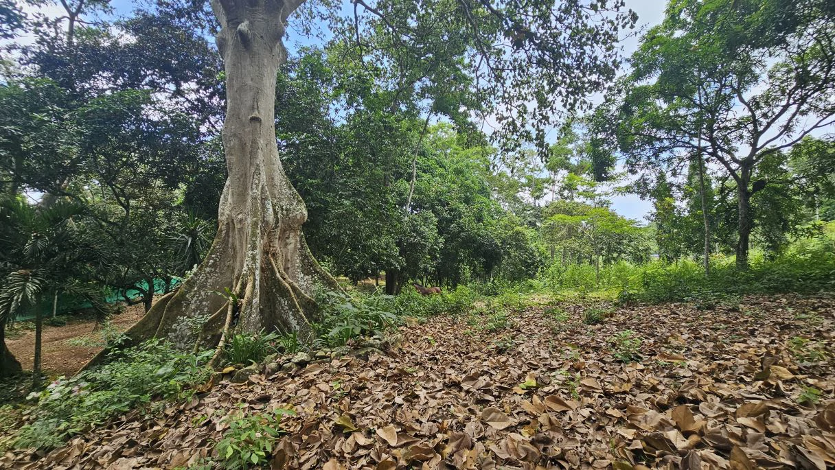 Your ideal land in Las Mendozas! Nature and tranquilility in La Chorrera. - photo 3