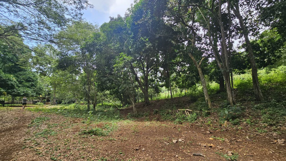 Your ideal land in Las Mendozas! Nature and tranquilility in La Chorrera. - photo 9