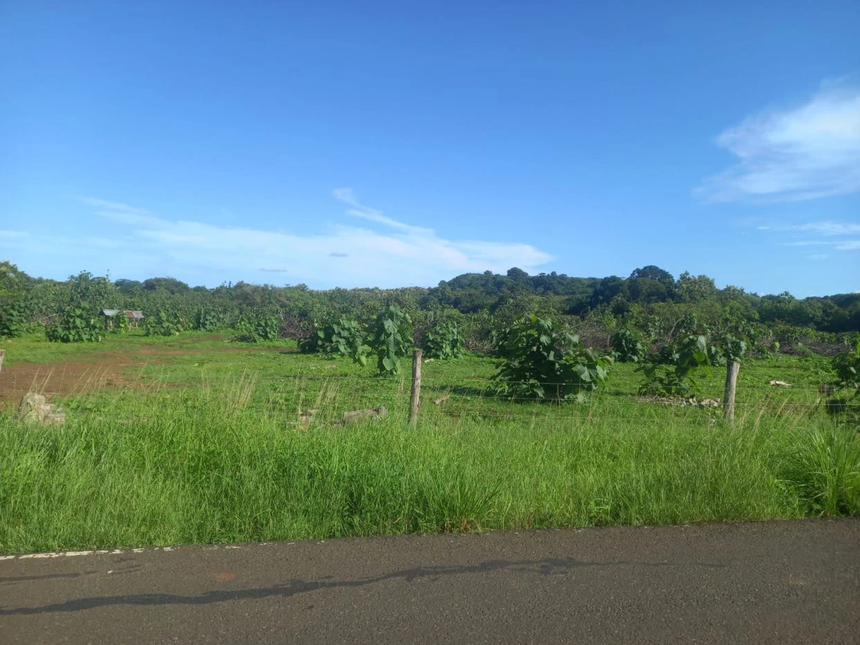 LAND FOR SALE IN LAS TABLAS – POCRÍ / PARITILLA, 15.5 HECTARES - photo 5