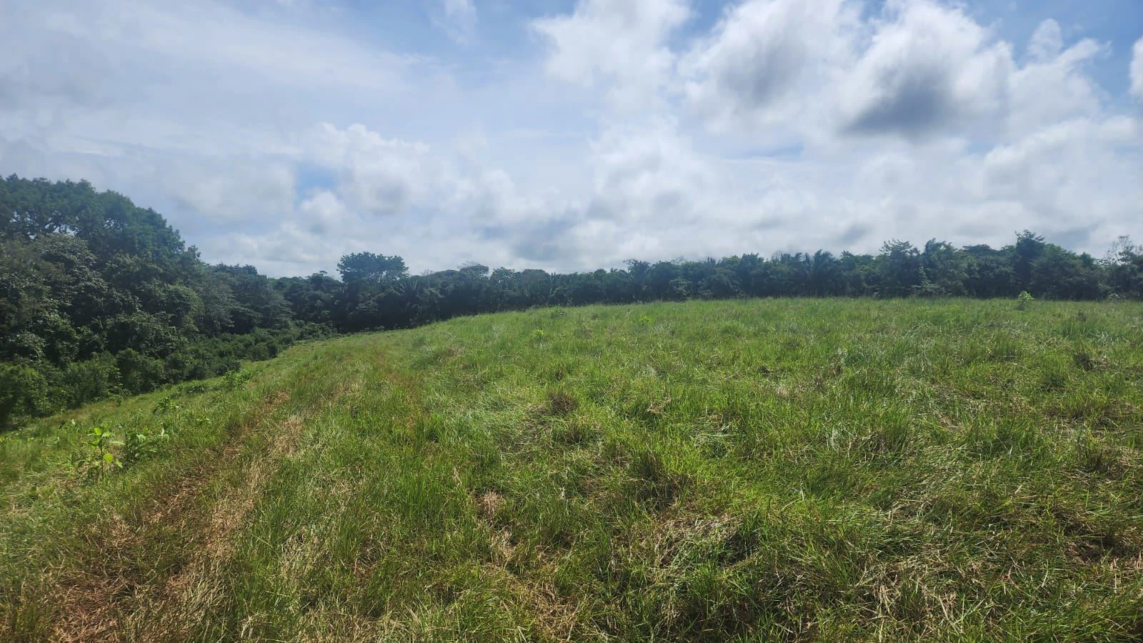 SALE OF LAND IN CHORRERA - LAS YAYAS ADENTRO (7.5 HECTARES) - photo 19