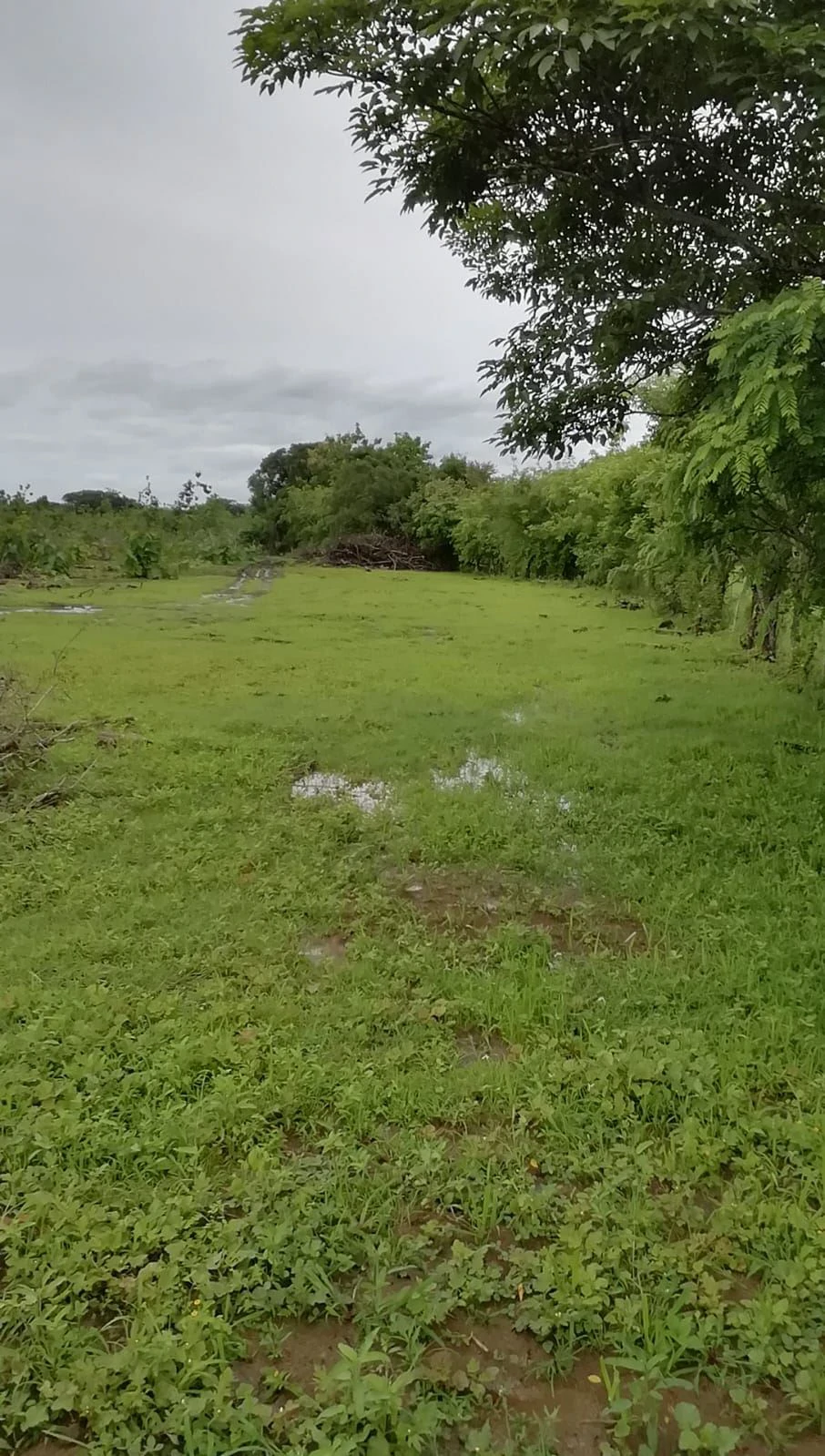 LAND FOR SALE IN LAS TABLAS – POCRÍ / PARITILLA, 15.5 HECTARES - photo 15