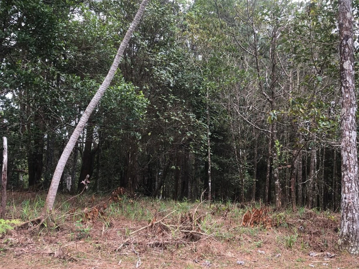 "Great Opportunity! Land in Altos de Cerro Azul" - photo 4